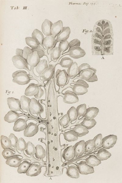 Affectionum Quae Dicuntur Hystericae Et Hypochondriacae Pathologia Spasmodica Vindicata