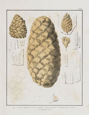 Gaudin, Charles Théophile - Strozzi, Carlo  - Mémoire sur quelques gisements de feuilles fossiles de la Toscane - Contributions à la flore fossile Italienne. Second mémoire. Val d'Arno -  Troisième mémoire. Massa Marittima - Quatrième mémoire. Travertins toscans - Cinquième mémoire. Tufs volcaniques de Lipari