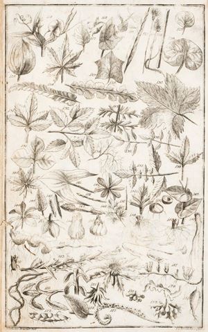 Tentamen botanicum emendatum, & auctum: sive methodus Rivino-Tournefortiana