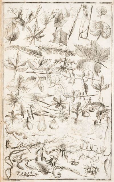 Tentamen Botanicum Emendatum, & Auctum: Sive Methodus Rivino-tournefortiana