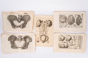 Raccolta di tavole anatomiche