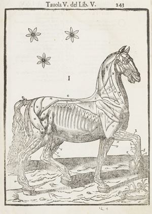 Anatomia del Cavallo, infermità, et suoi rimedii.