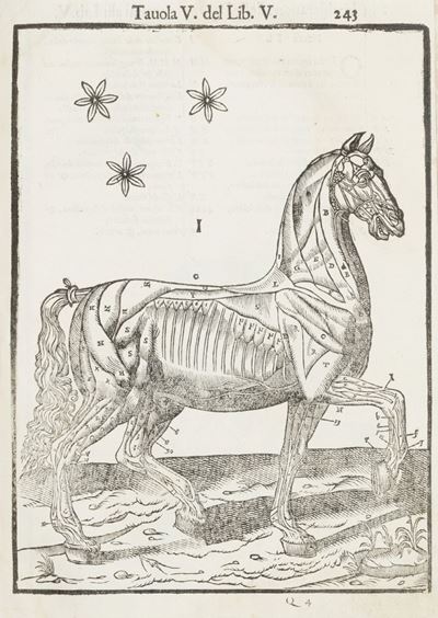 Ruini, Anatomia del Cavallo, infermità e suoi rimedii, 1618