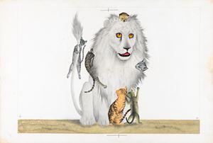 Ali-Ba-Chat e i 40 gattini