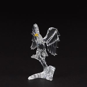 Aquila