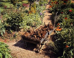 Giverny #17