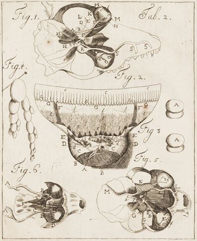 Hovius, Dissertatio medico-anatomica inauguralis, de circulari humorum ocularium motu