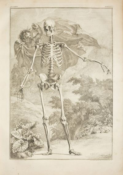 Albinus, Tabulae sceleti et musculorum corporis humani, 1747
