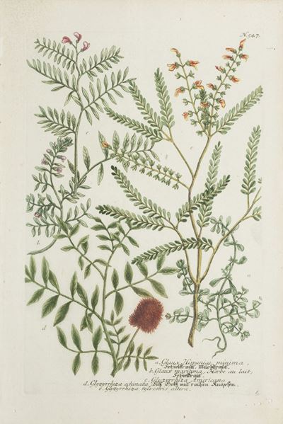 Weinmann, Glaux Hispanica minima, Chrysanthemum bidens, Artemisia picta, Astragalus glaux vulgari...