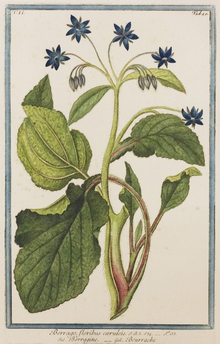 Botanica - Weinmann, Johann - Weinmann, Glaux Hispanica minima, Chrysanthemum bidens, Artemisia p...