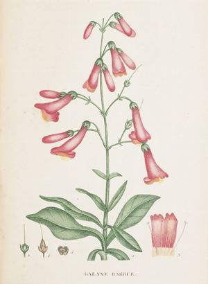 Botanica - Saint-Hilaire, Jaume - Plantes de la France