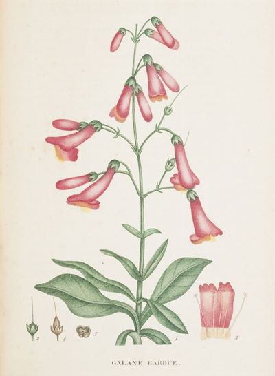 Saint-Hilaire, Plantes de la France, Prima edizione