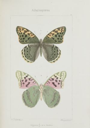 Lucas, Pierre Hippolyte - Histoire naturelle des lepidopteres d'Europe