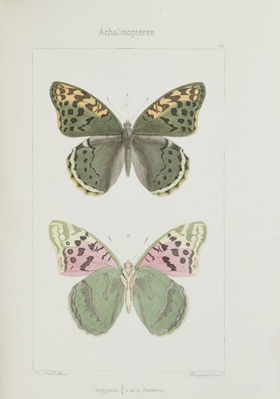 Lucas, Histoire naturelle des lepidopteres d'Europe, Seconda edizione