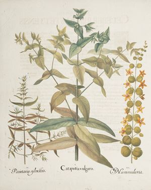 Cataputia vulgaris; Parietaria sylvestris; Nummularia