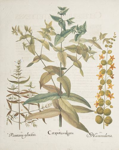 Besler, Cataputia vulgaris; Parietaria sylvestris; Nummularia, incisione in rame con coloritura c...