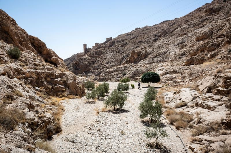 Davide Canella - Olive grove at the Deir Mar Musa Monastery (Syria)