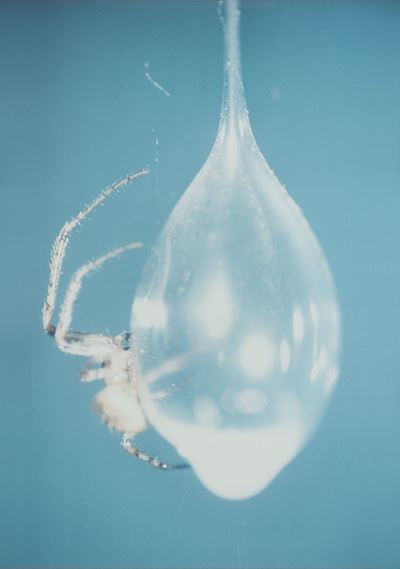 Araignée sur pluie d'air, 2000, C-print