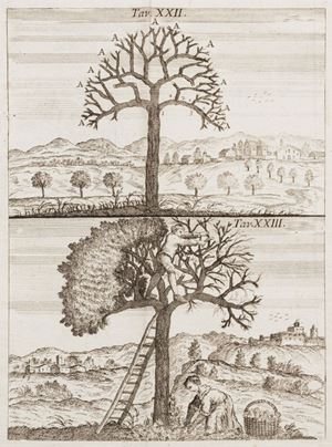 Istruzione... per la coltura de' mori bianchi secondo il metodo de' Veronesi