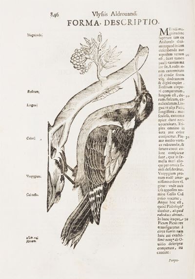 Aldrovandi, Ornithologiae, hoc est de avibus historiae libri XII, 1681