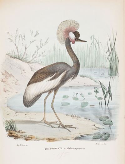 Boschi, Atlante zoologico popolare, 1863