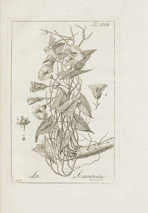 Storia delle piante forastiere le più importanti nell'uso medico, od economico colle loro figure in rame incise da Benedetto Bordiga