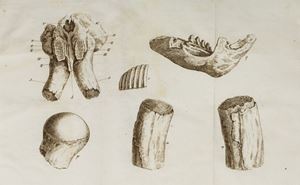 Mesny, Barthelemy - Observations sur les dents fossiles d'elephants qui se trouvent en Toscane 