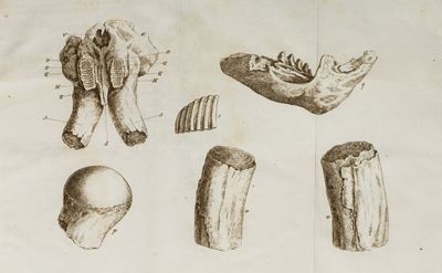 Mesny, Observations sur les dents fossiles d'éléphants en Toscane