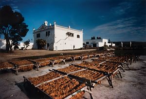 Tabacco, Poggiorsini, Bari, anni 1990

V