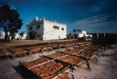 Tabacco a Poggiorsini, Bari, C-print vintage, anni 1990