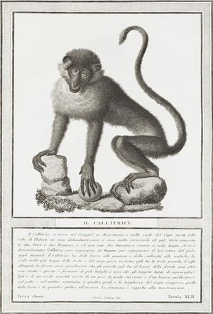 Storia naturale delle scimie e dei maki