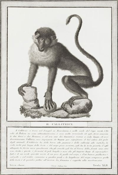 Storia Naturale delle Scimie e dei Maki