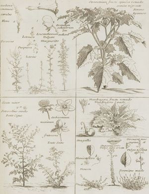 Terza edizione di quest'opera divisa in 7 libri dedicati alla costituzione del cavallo,ai fantini e alle imbracature, ai veterinari, ai trattamenti per le malattia del cavallo con interventi chirurgici, ai maniscalchi. E' incluso anche un dizionario dei termini della cavalleria, il tutto arricchito da un ricco apparato iconografico.       
 ; with a dictionary of the terms of cavalry - the whole enriched by fifty line-engraving figures, the third edition, dedicated to Monseigneur the Count) de Maurepas Le Nouveau Parfait Maréchal, ou la Connoissance Generale et Universelle du Cheval