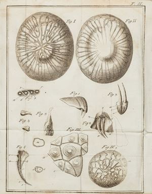 La prima edizione fu stampata a Lucca nel 1767. “Quanto alla via di emissione del veleno Fontana dimostrò che esso fuoriesce dall’estremità del dente cannicolato della vipera e non, come aveva sostenuto Francesco Redi, tra la guaina e il dente” (Il Contributo italiano alla storia del Pensiero, Scienze, 2013). Trattato del veleno della vipera de' veleni americani. Di quello del lauro-regio, e di altri veleni vegetabili