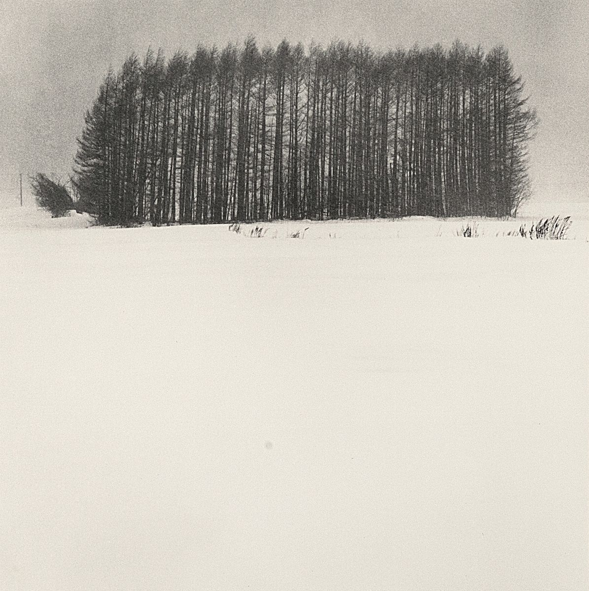 Michael Kenna - Trees in Snow Storm, Wakoto, Hokkaido, Giappone, Stampa ai sali d'argento, 2003