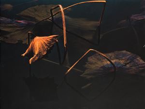 The Eye of the Miracle Nature