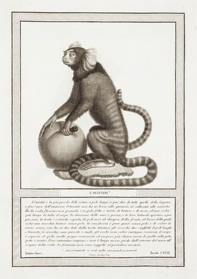 Storia Naturale delle Scimie e dei Maki...