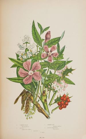 The Flowering Plants Grasses, Sedges & Ferns of Great Britain