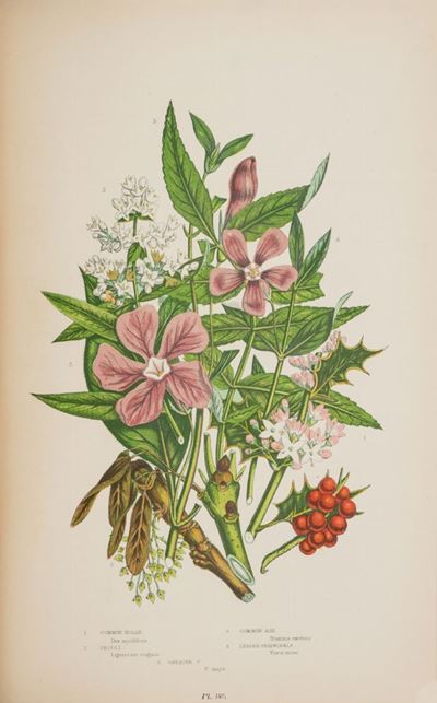 The Flowering Plants Grasses, Sedges & Ferns Of Great Britain