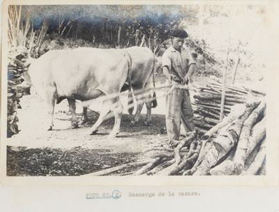 Carbone di Legna
