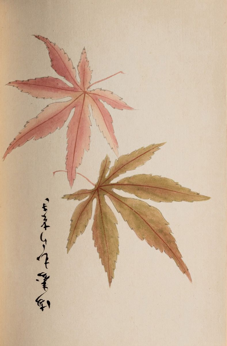 Giappone - Momiji (aceri)