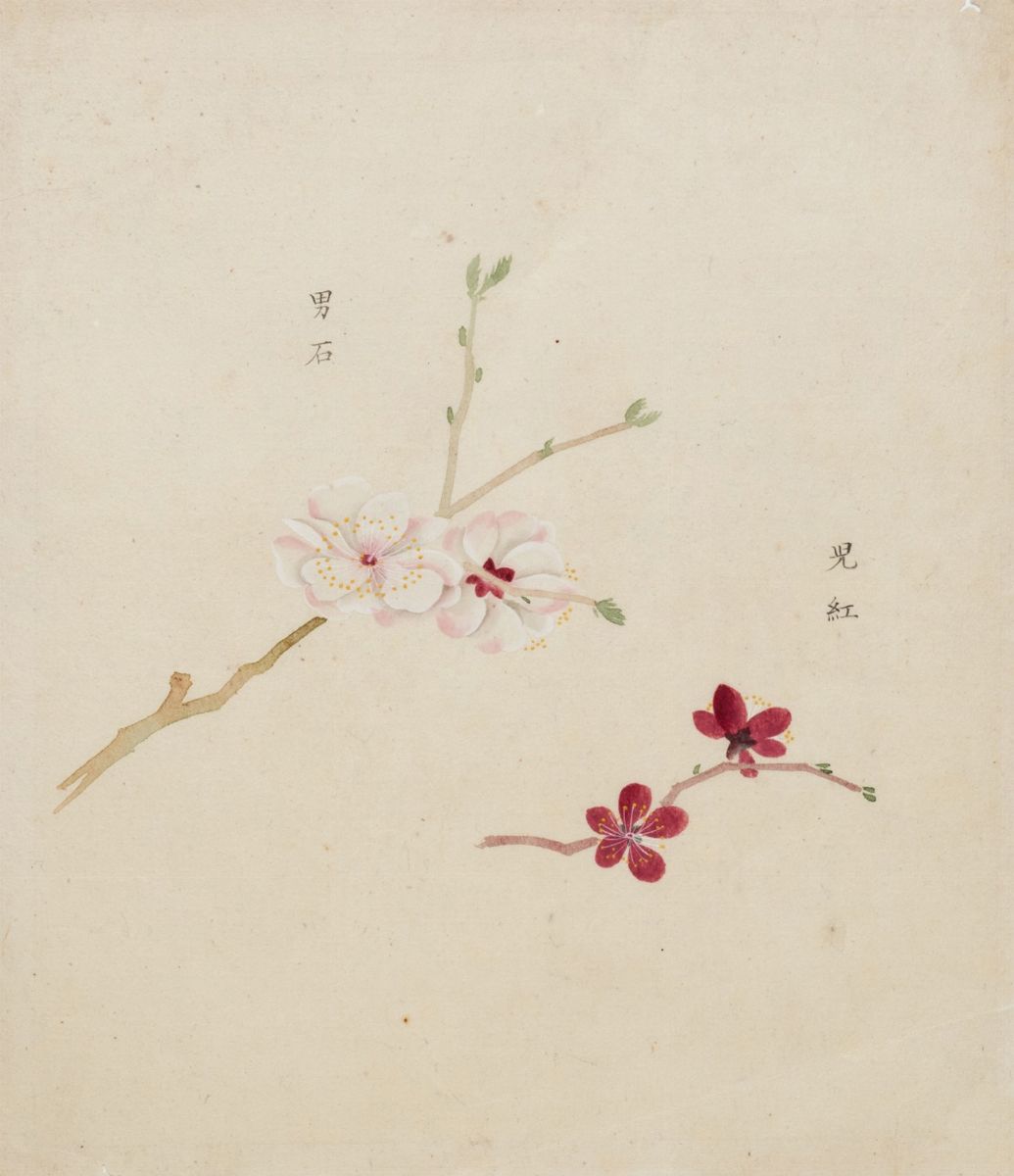 Giappone - Sakura - Fiori di ciliegio 1868