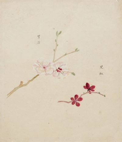 Sakura - Fiori di Ciliegio