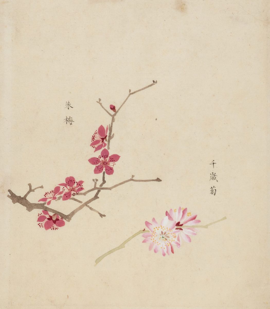 Giappone - Sakura - Fiori di Ciliegio