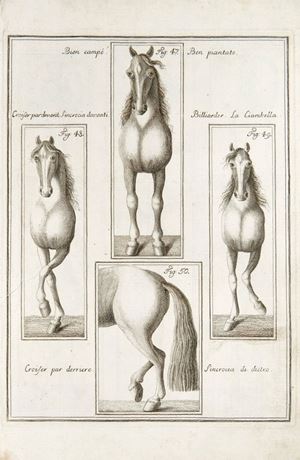 La perfezione e i difetti del cavallo