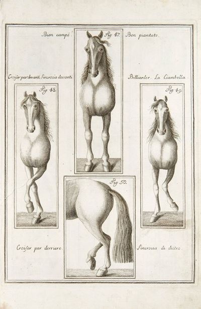 La Perfezione e i Difetti del Cavallo