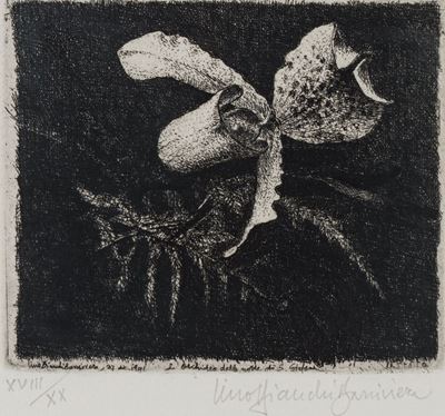 L' Orchidea della Notte di S. Stefano, 1941