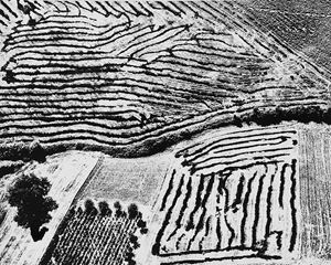 Motivo astratto nel terreno di Simone, 1