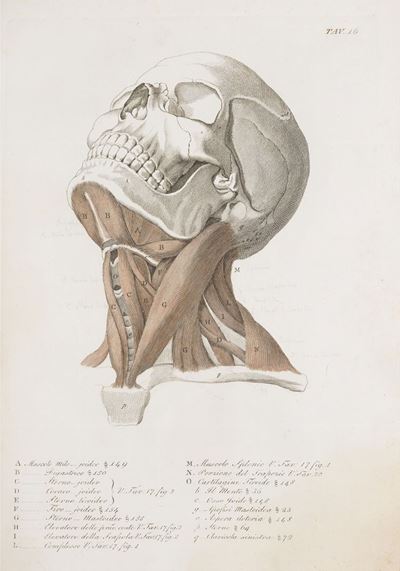 Anatomia per Uso dei Pittori e Scultori