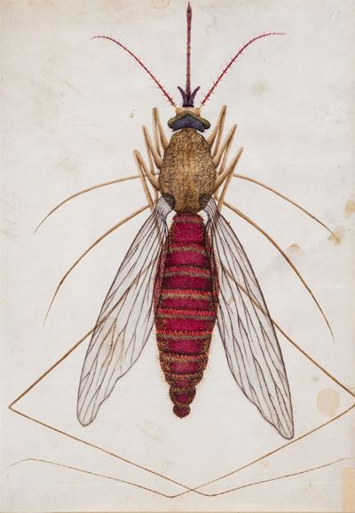 Anonimo, Zanzara (tempera su pergamena)
